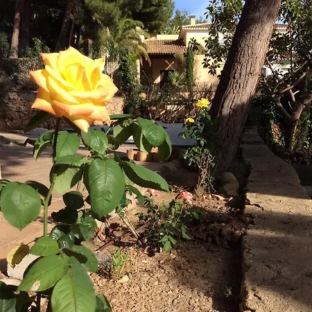 别墅 阿乐马尼亚别墅 *